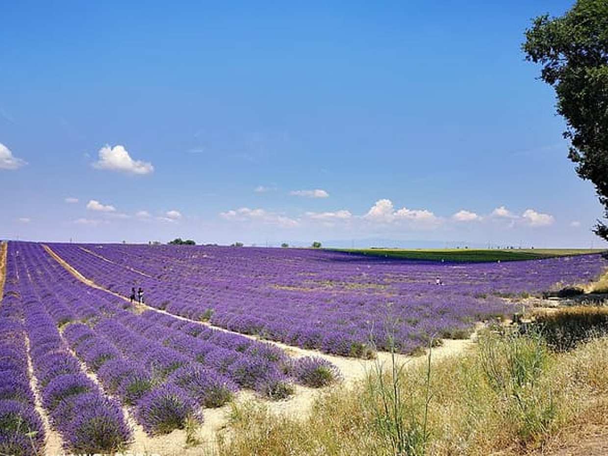 Private Day Trip Valensole Moustiers Ste Marie and Lake Ste Croix from Marseille, photo 4
