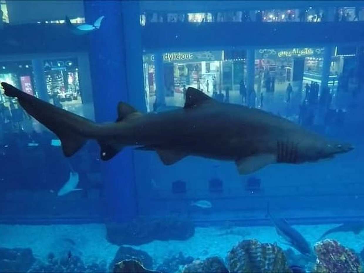 Diving with Sharks certified, photo 5