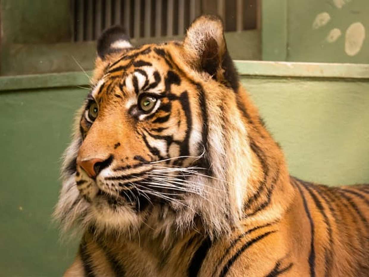 Prague Zoo Online Audio Guide, photo 5