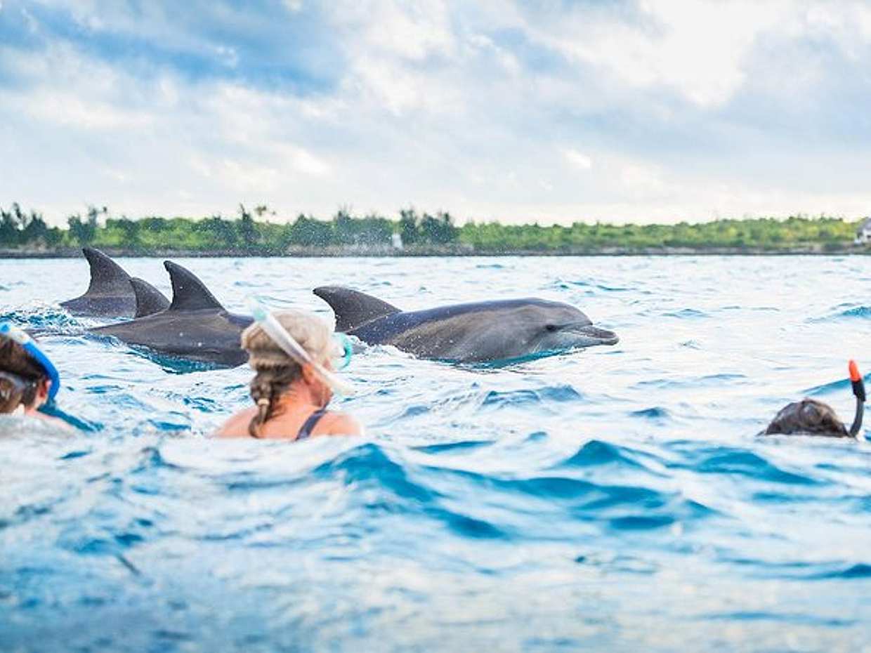 Swimming with Dolphins Tour in Zanzibar in Tanzania