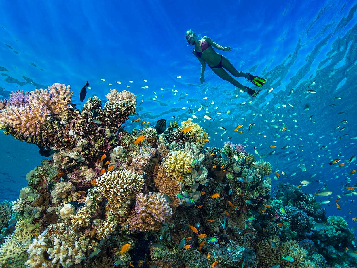 Tour privado de esnórquel en Dahab, Egipto, Sharm El-Sheikh.
