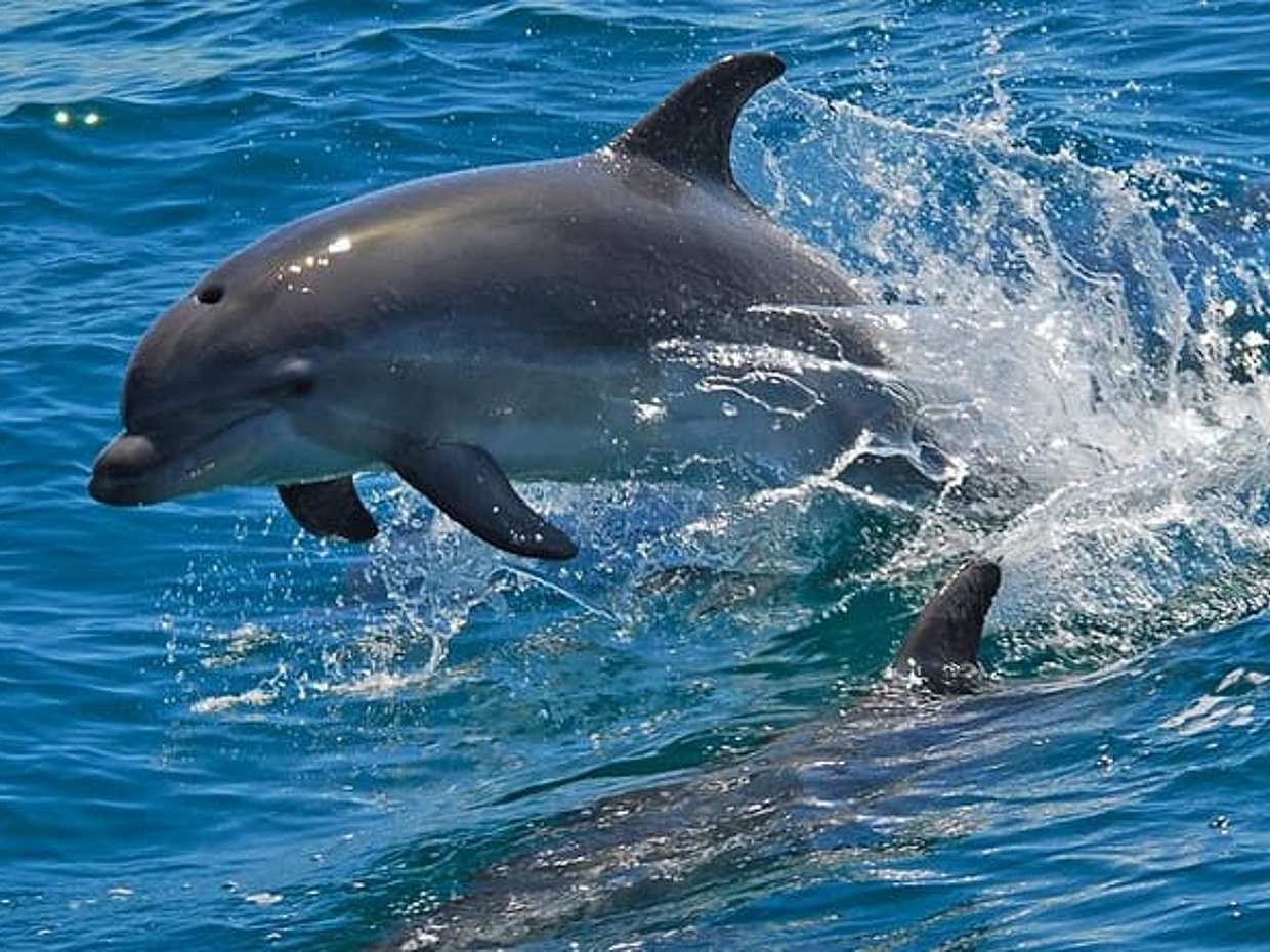 Rejs żaglówką po rzece Sado i Oceanie Atlantyckim — pół dnia w Portugalii, Lizbona, photo 5
