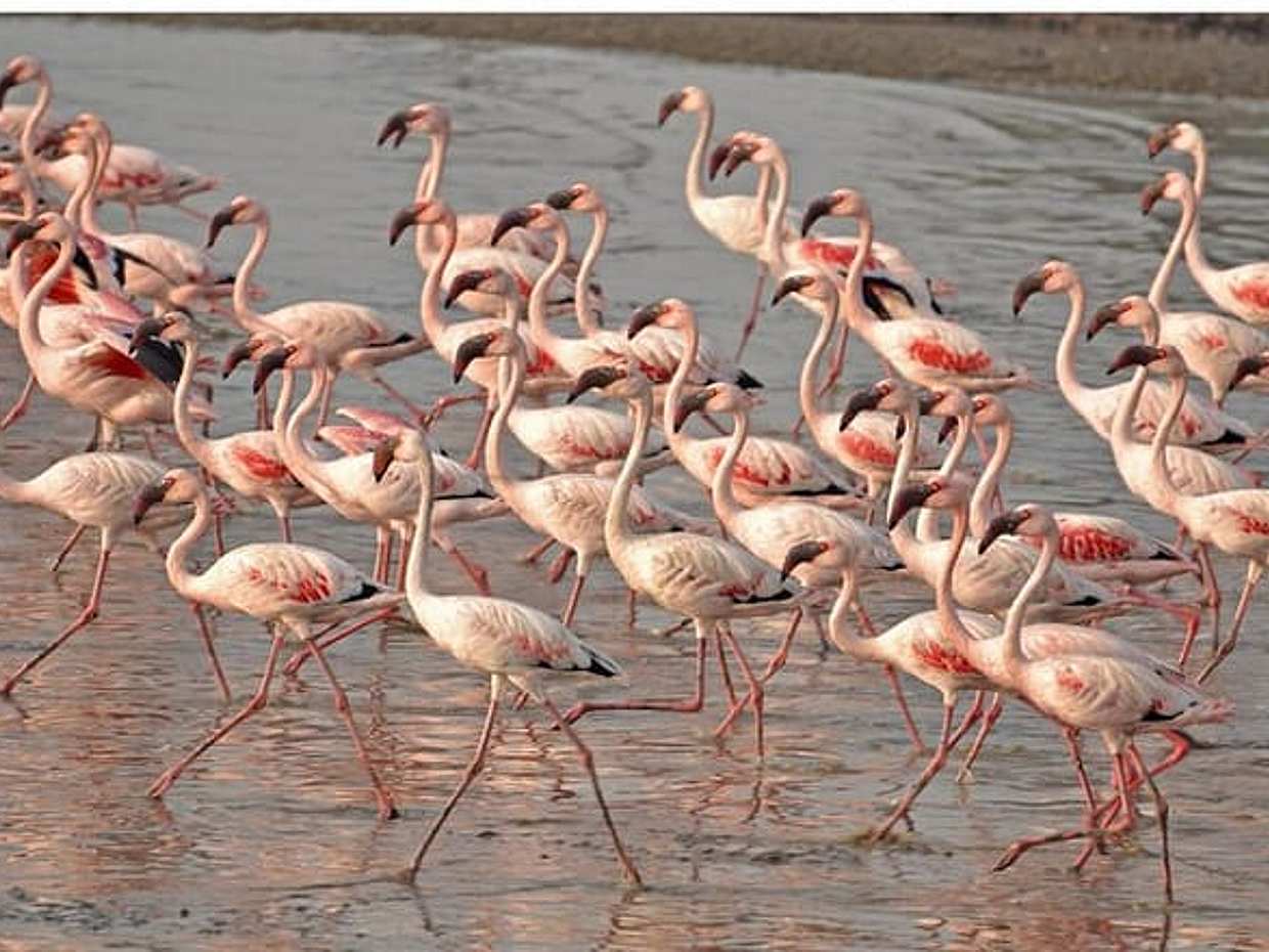 Venice Lagoon Bike & Birdwatching Tour: Flamingos in Lio Piccolo