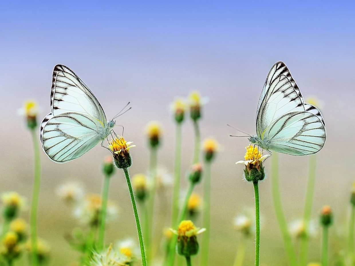 Dubai Butterfly Garden Tour with private transfers in United Arab Emirates