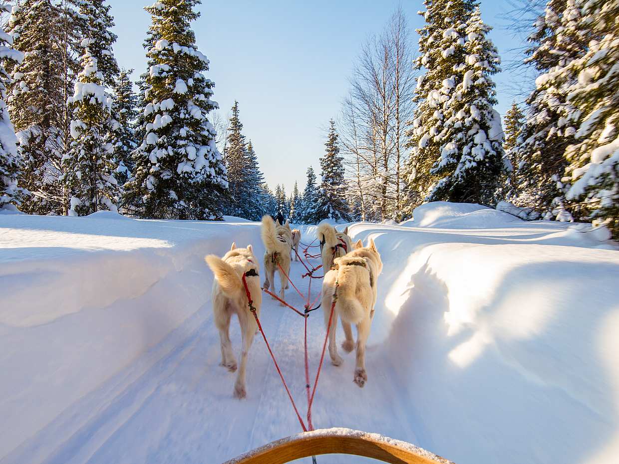 30-minute Husky Safari and Farm Visit in Finland, Pyhäjärvi, photo 2