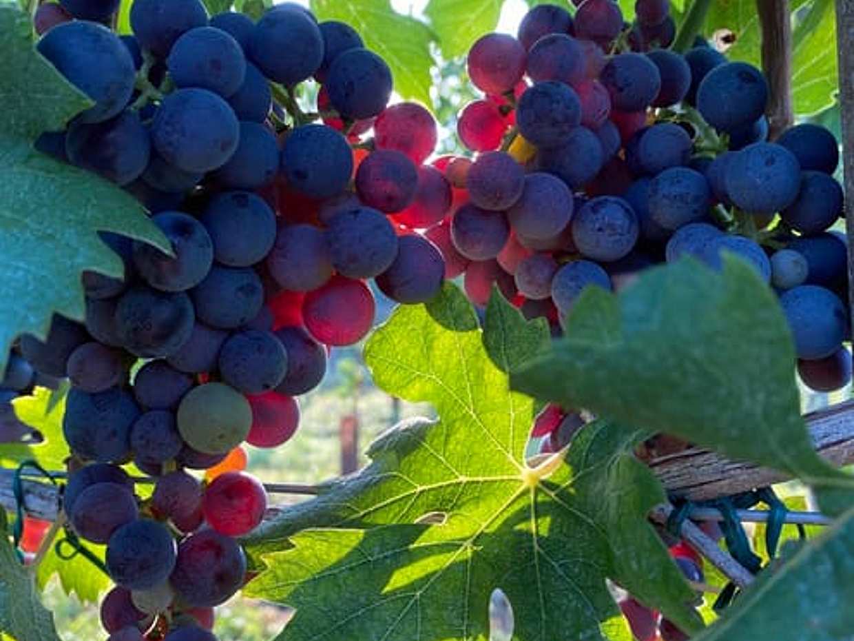 Corvina Wine Tasting Experience with Vineyard Walk, photo 3