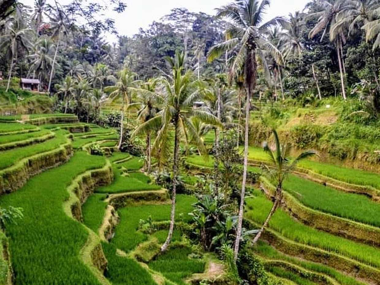 An Ubud Guided Tour ( Bali’s Cultural Center ) and Tanah Lot Temple in Indonesia, photo 5