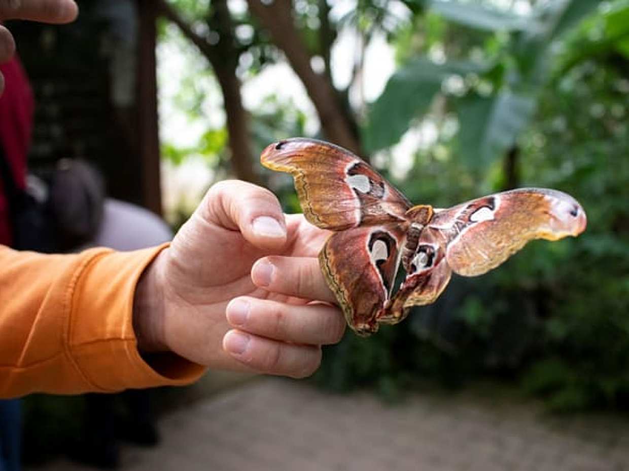 Milano Marittima Butterfly House: independent entrance , photo 3