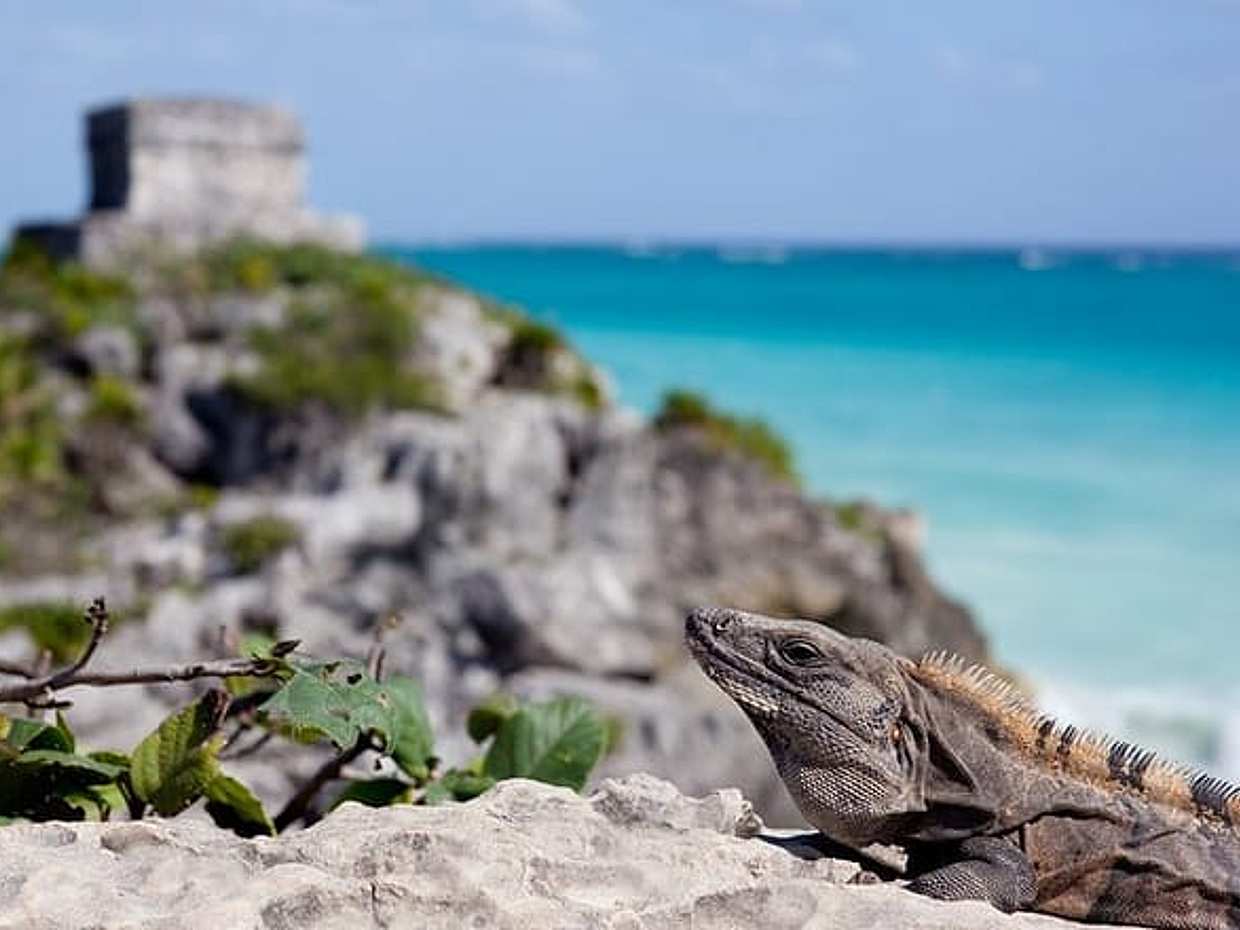 Private Transfer Bacalar-Tulum with optional 2h in Sian Ka'an Biosphere Reserve, photo 3
