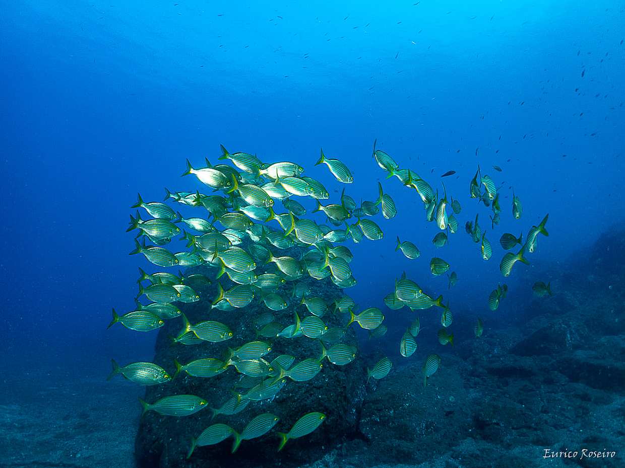 Scuba Dive Madeira, безопасная гавань Атлантики в Португалии.
, photo 5