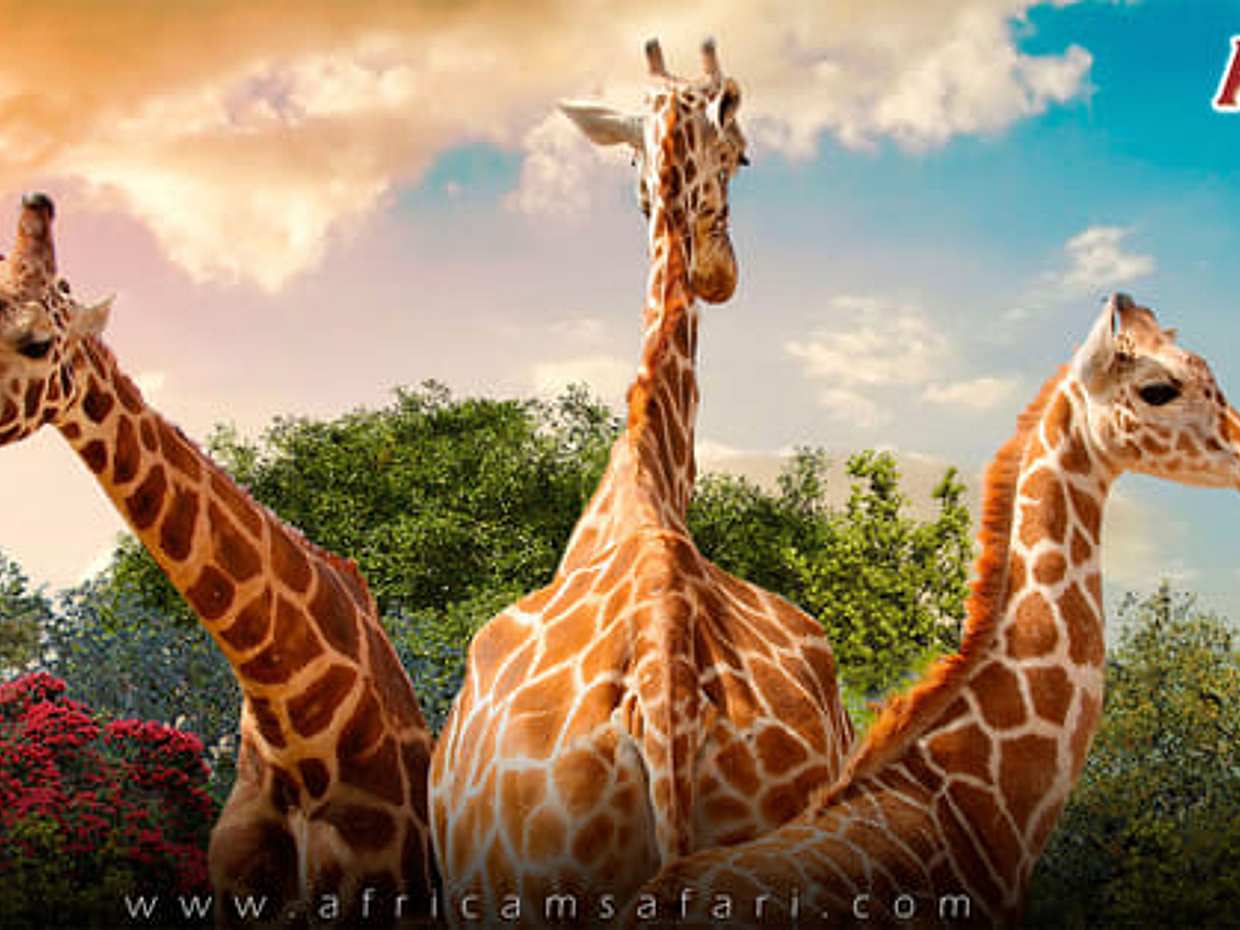 Africam Safari Park