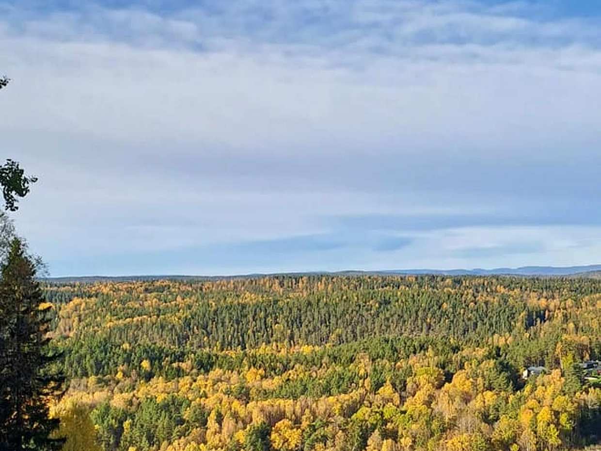<p>Schilderachtige boswandeling met lokale gids en hond in Noorwegen, Oslo</p>, photo 3