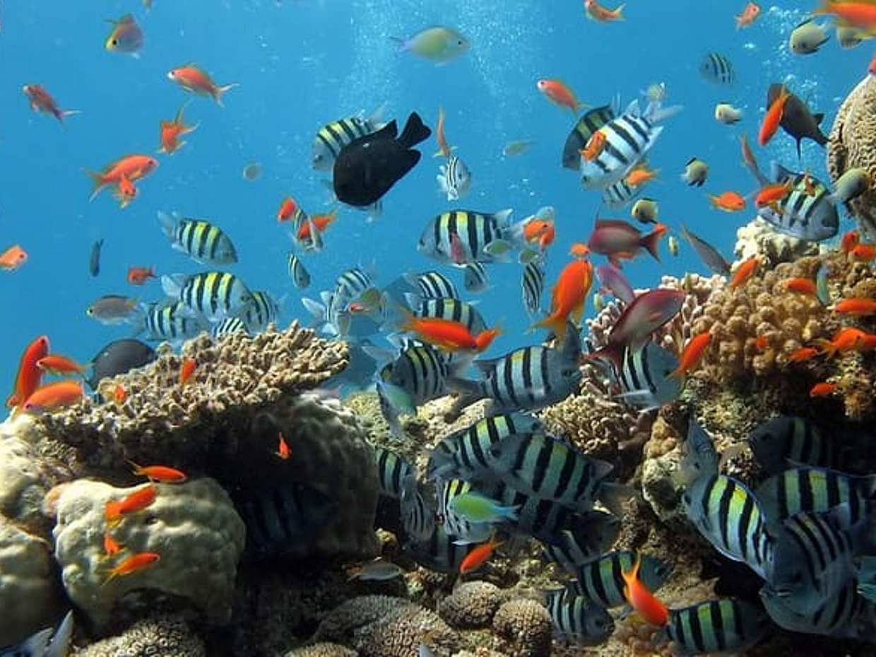 Exploring the Magnificent East of Mauritius: Full-day incl Blue Bay Marine Park, photo 2