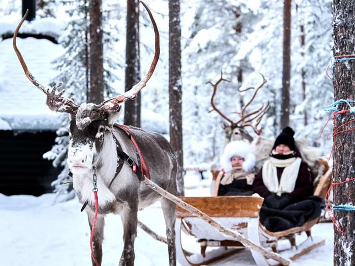 Reindeer farm and reindeer safari express 0,6 km, Levi, photo 2