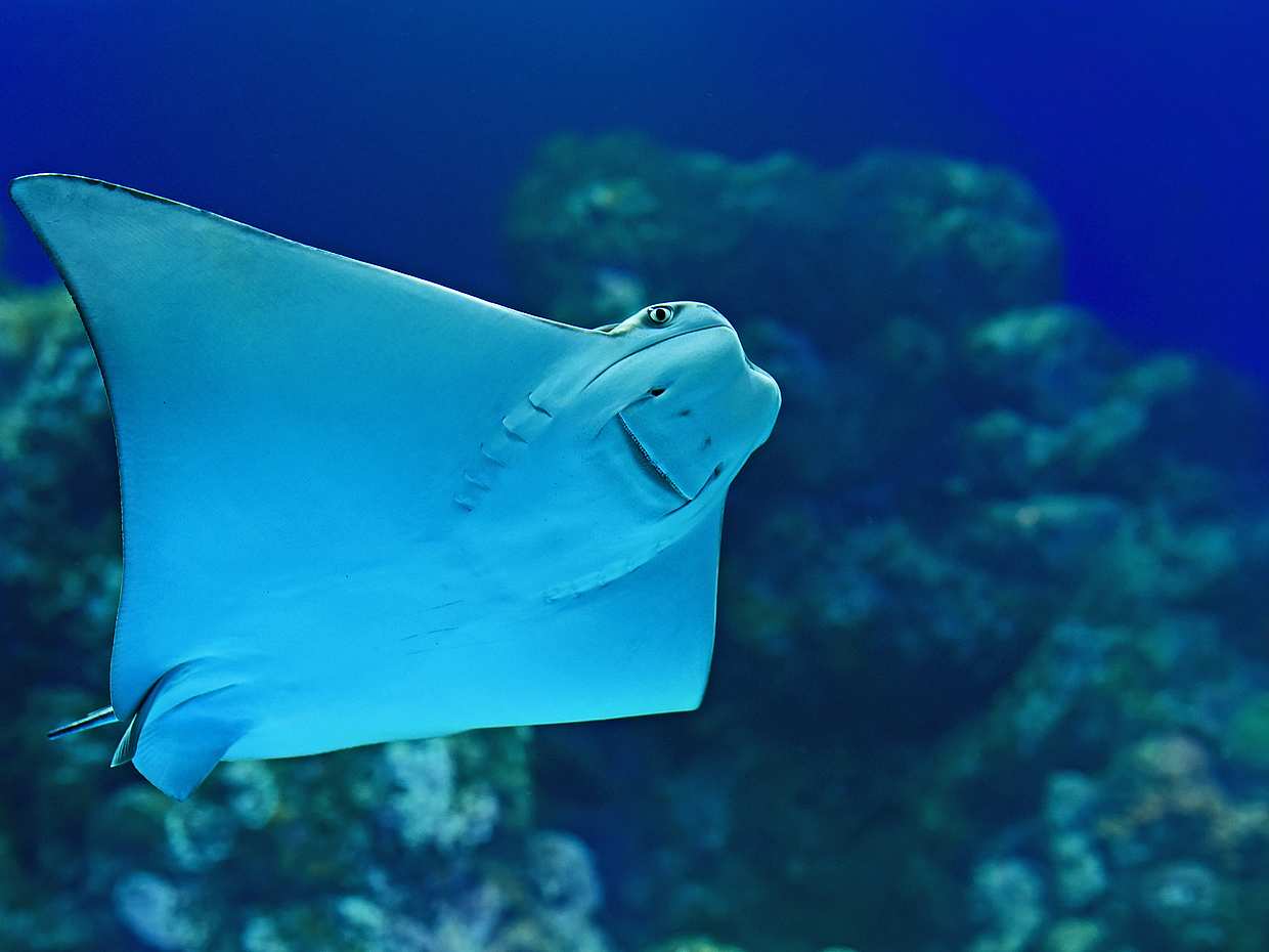Catalina Islands Scuba Diving w Kostaryce, Prowincja Guanacaste.