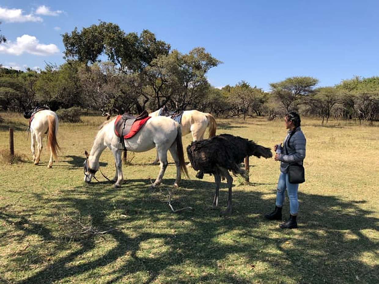 Paardensafari en kabelbaanrit vanuit Johannesburg, Zuid-Afrika, photo 5