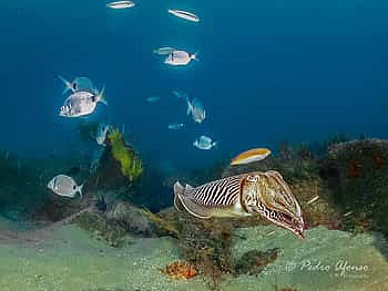 Zostań certyfikowanym nurkiem Open Water Diver na Azorach - São Miguel - Twoja podwodna przygoda zaczyna się tutaj! w Portugalii.
, photo 3