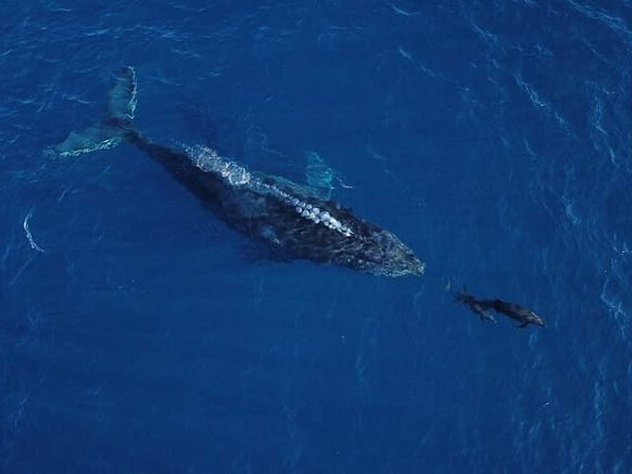 Speed Boat Whale Watching Tour, photo 3