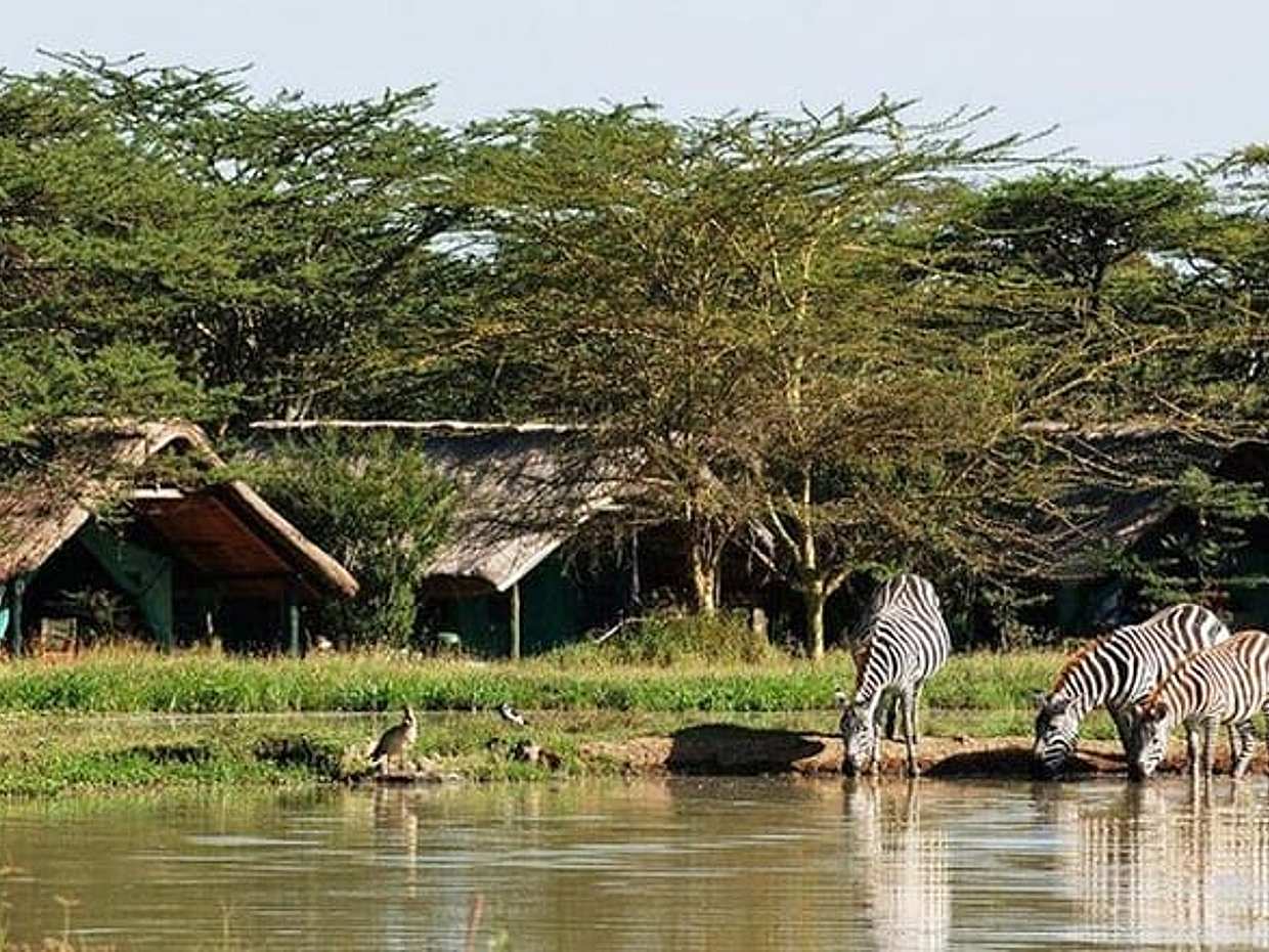 2 Days Lake Elementaita National park Safari, photo 2