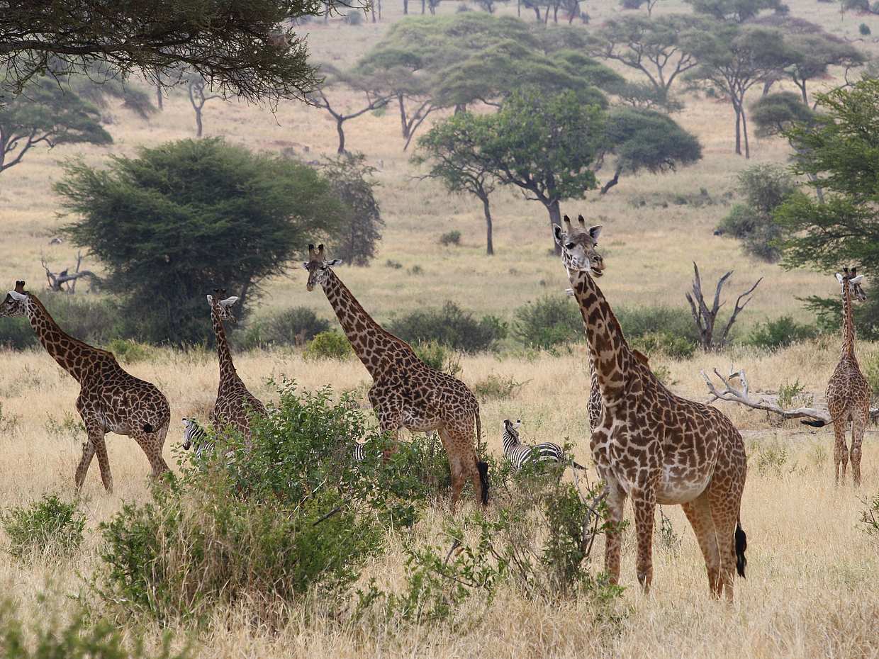 Excursión de día completo al Parque Nacional Tarangire desde Arusha en Tanzania.
, photo 3