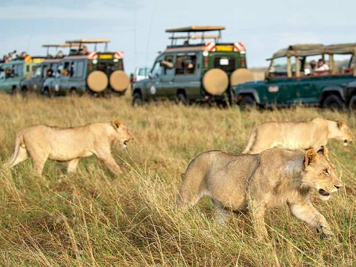 The Ultimate 4x4 Maasai Mara Day Trip in Kenya, Nairobi, photo 4
