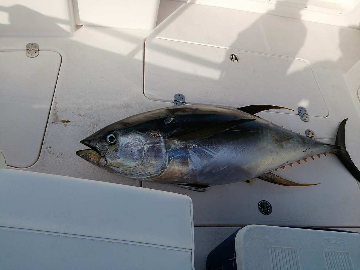 Charter de Pesca Muscat em Omã, photo 4