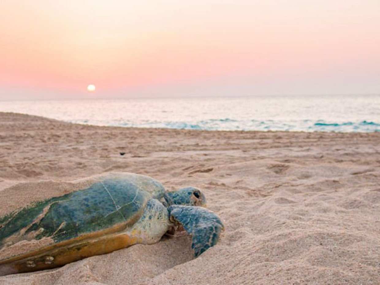Delfin- und Schildkrötenbeobachtungstour in Muscat, Oman, photo 2