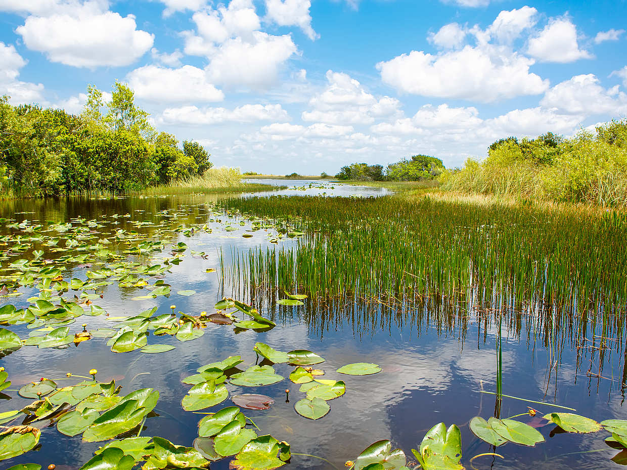 Everglades Holiday Park Tour in United States, photo 4