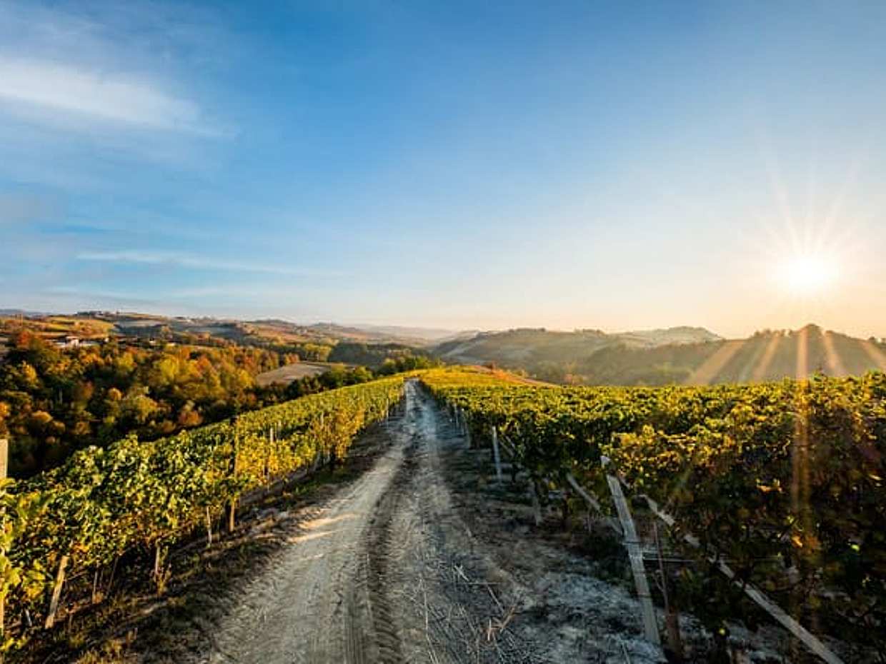 Il Blagueur: A Journey through Barolo's Finest Vintages, photo 5