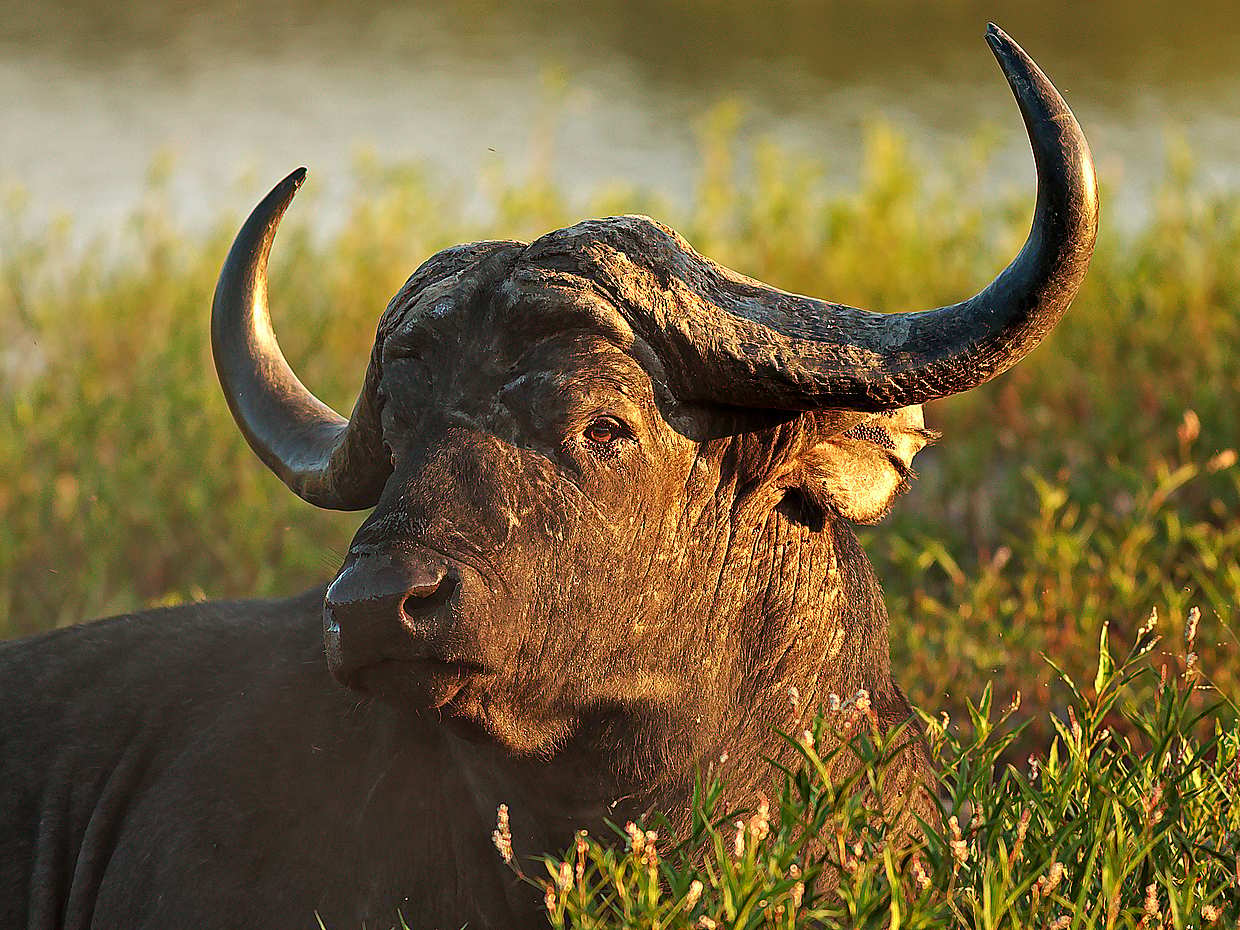 Full-day Traditional Big 5 Safari in South Africa, Cape Town, photo 5
