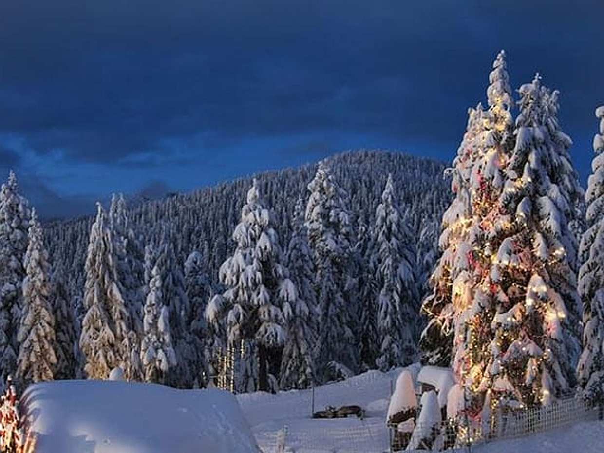 Vancouver Perfect Day Tour Grouse Mountain`& Capilano Suspention Bridge Private, photo 2