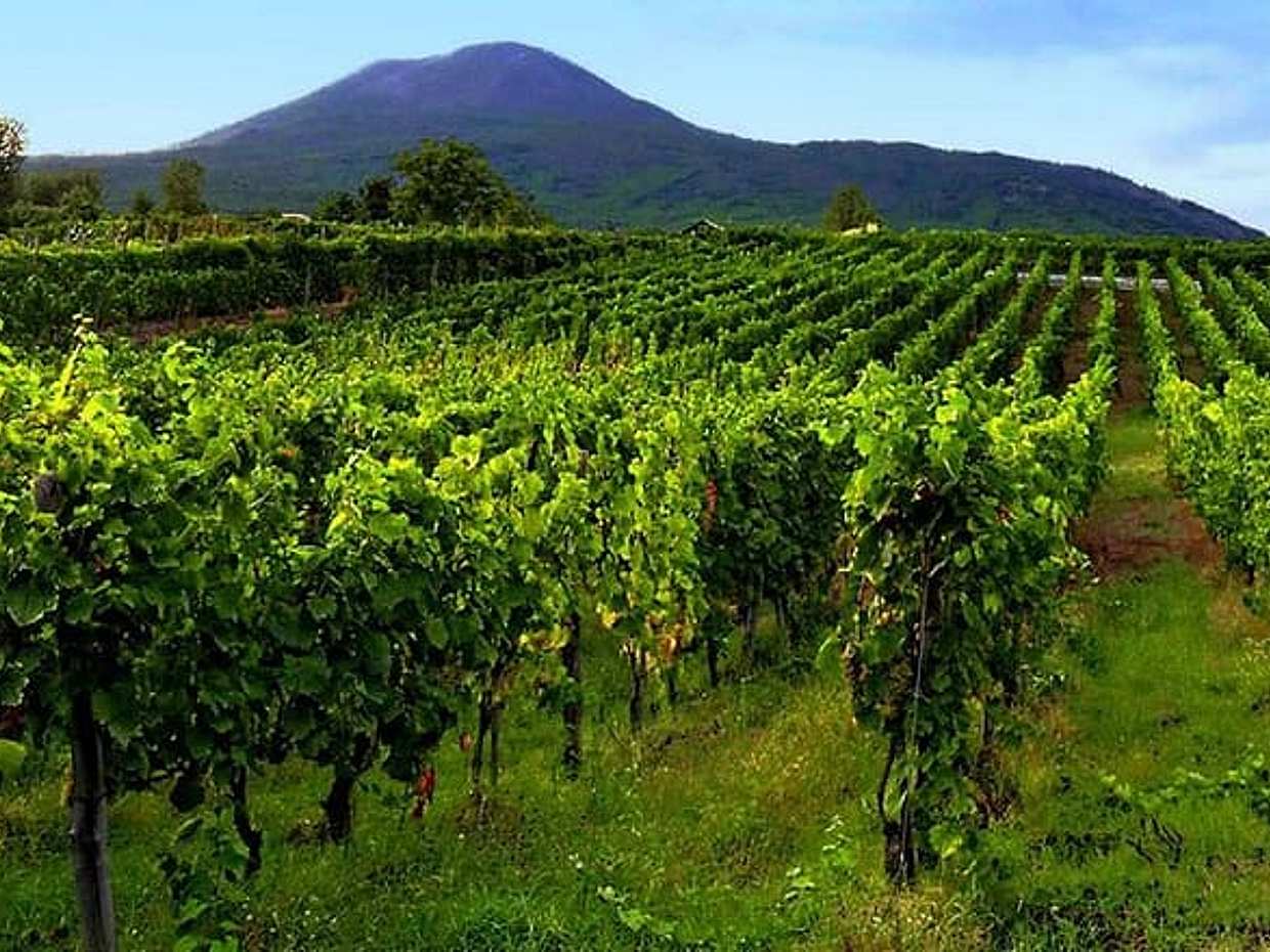 Visitez Sorrente, Pompéi et profitez d'un déjeuner-dégustation de vin (visite de 8 heures) en Italie, à Naples., photo 2