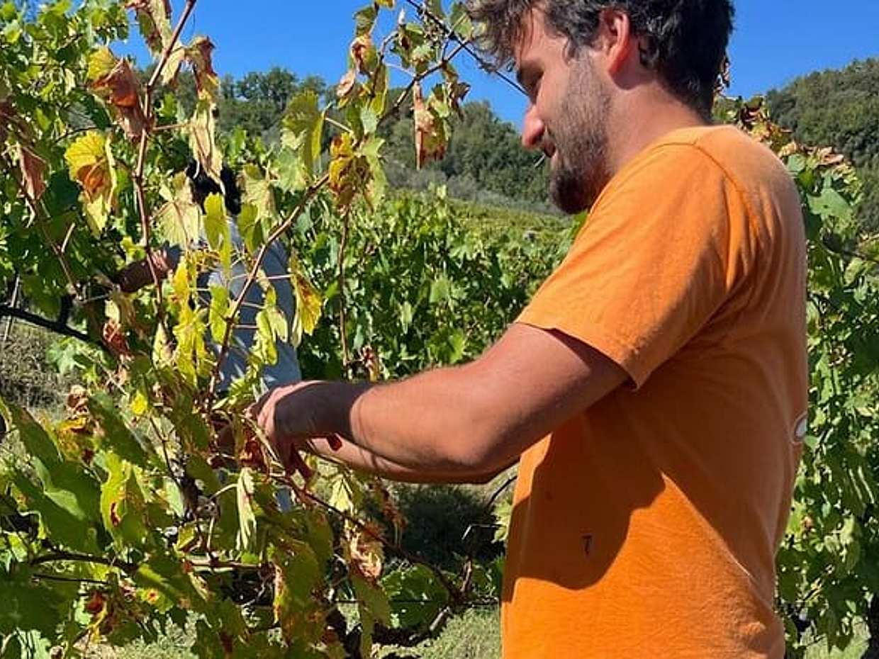 Tuscan Grape Stomping and Wine Tasting Adventure in Chianti, photo 5