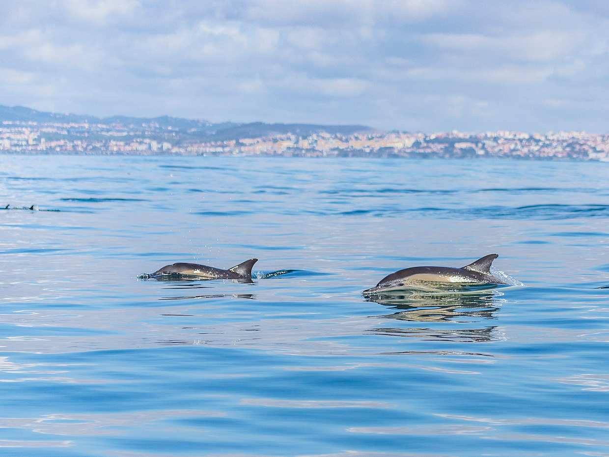 Dolphin Watching Lisbon Boat Tour in Portugal, photo 2