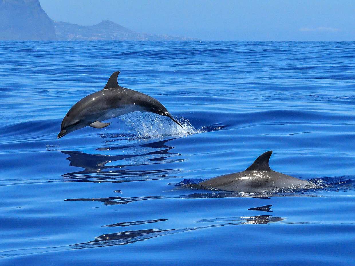 Marine Odyssey: Dolphin Watching and Snorkeling Adventure in Oman, Muscat, photo 4