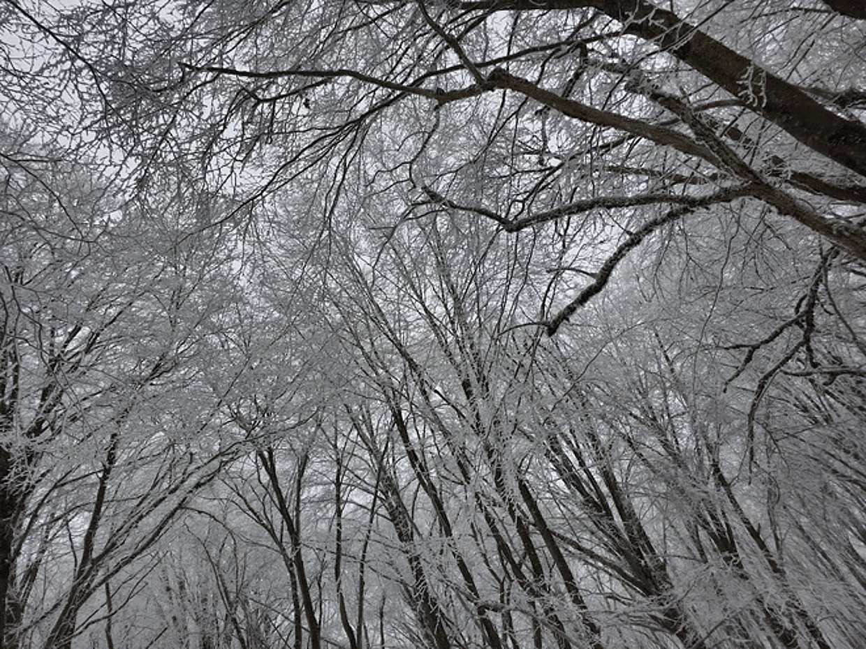 Discover Sabaduri Forest & More: National Park Adventure in Georgia, Tbilisi, photo 2