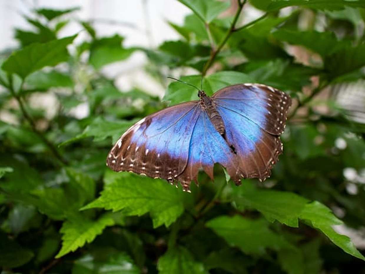 Milano Marittima Butterfly House: guided tour, photo 5