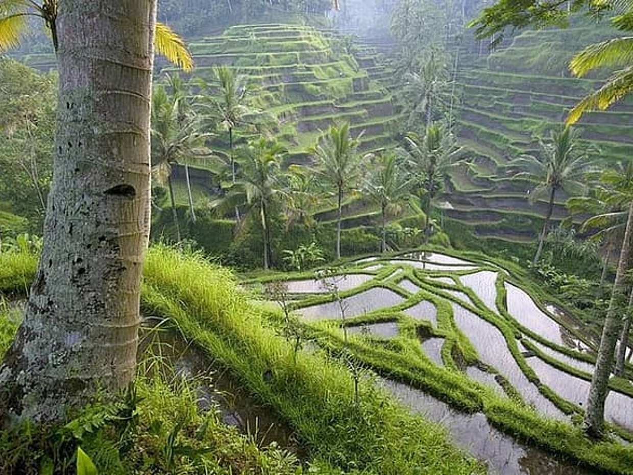 Selogriyo Temple and Trekking Java Rice Terraces, hidden waterfall -Nature Java, photo 5