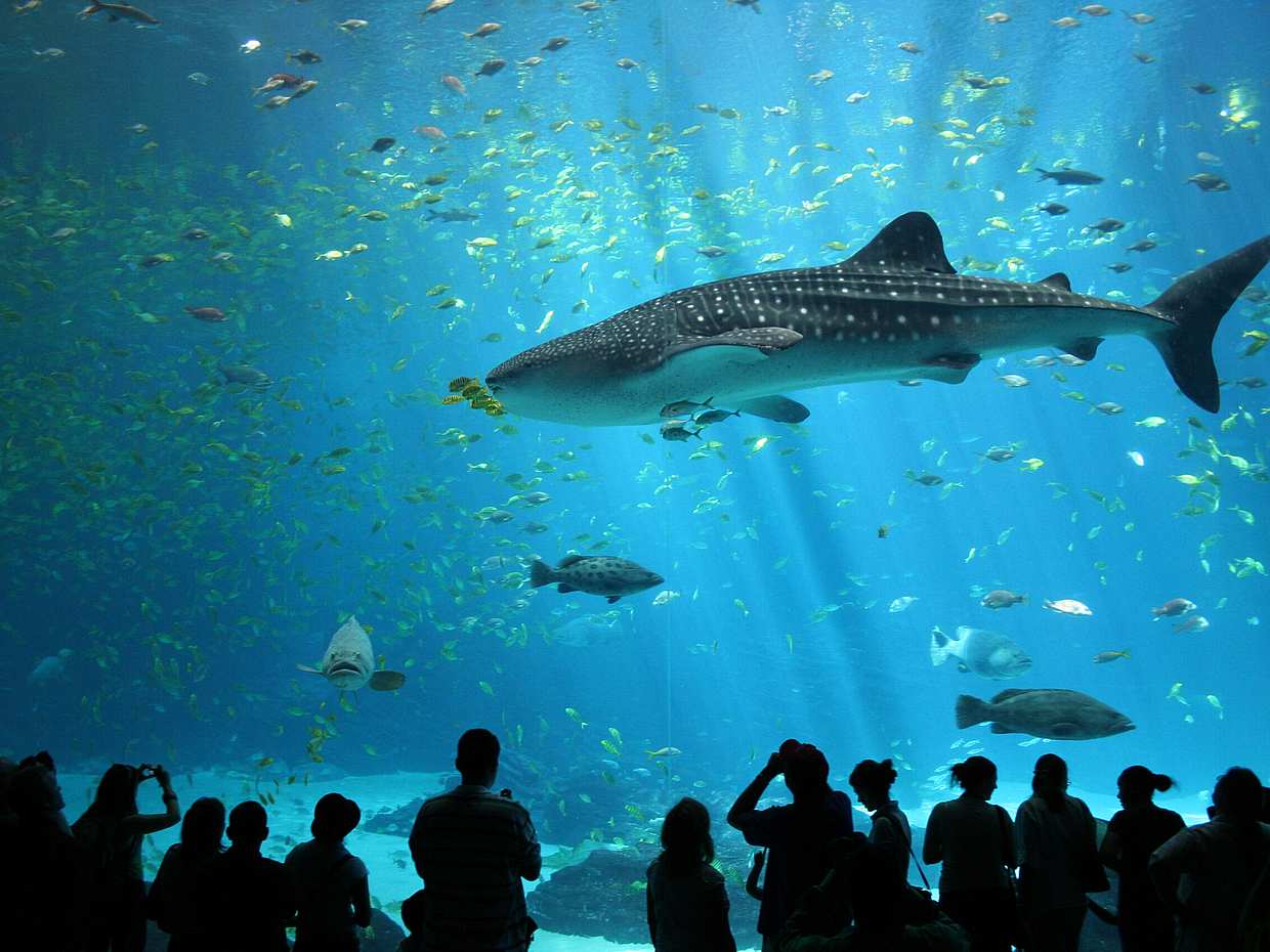 جولة Cretaquarium من هيراكليون - اصطحاب من كوكوني هاني إلى ماليا في اليونان، CretaAquarium Thalassokosmos.
, photo 3