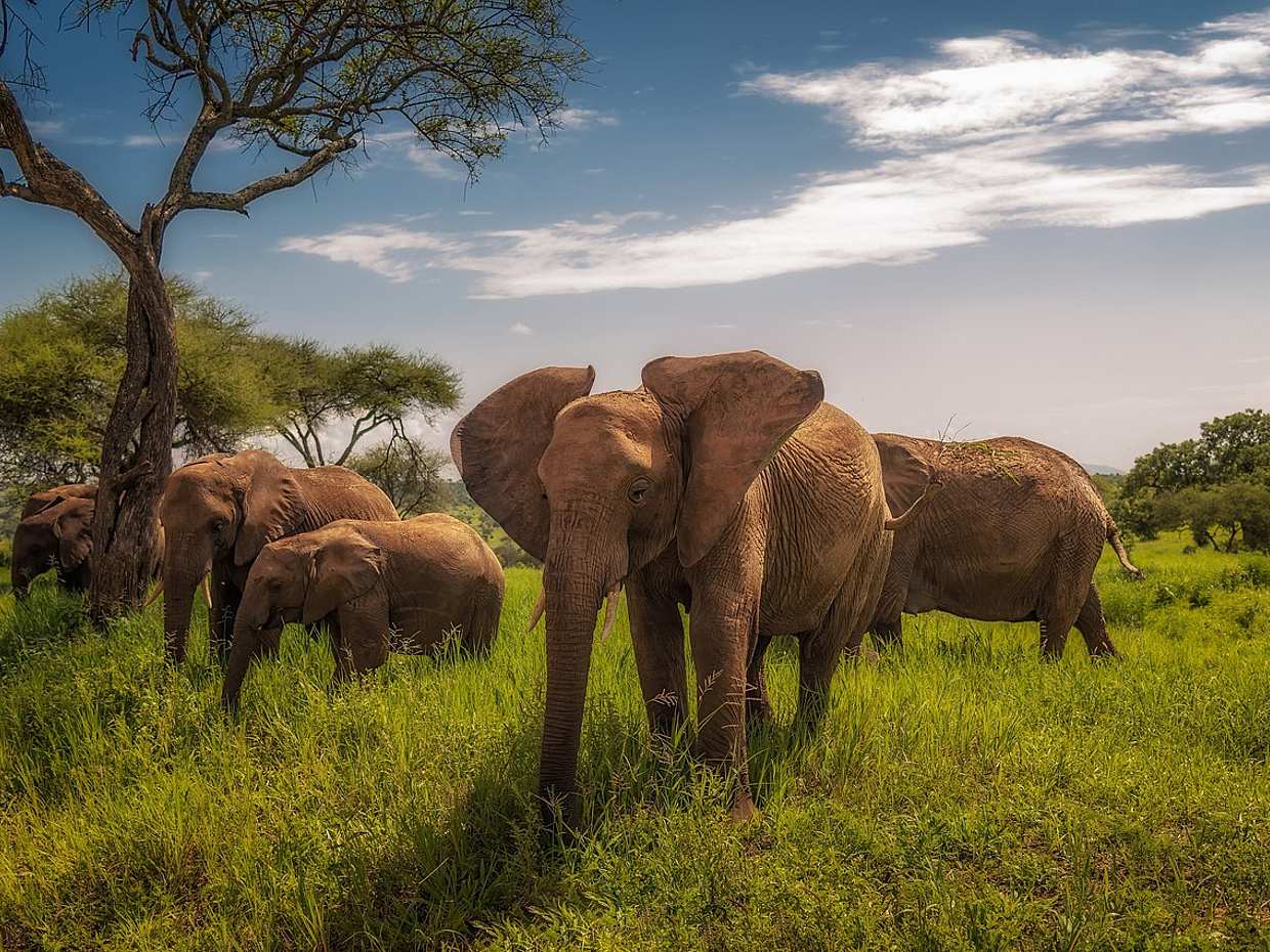 Excursión de día completo al Parque Nacional Tarangire desde Arusha en Tanzania.
