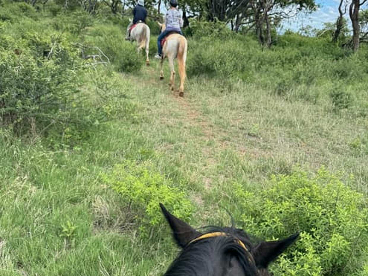 Elephant enrichment, Horseback Safari & Lion Exploration Tour, South Africa, photo 5