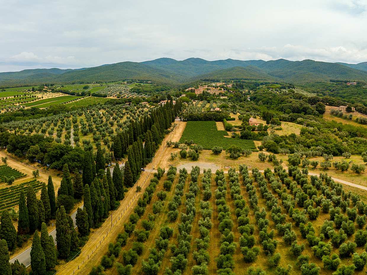 Exclusive Bolgheri from Florence: The Land of the Super Tuscan, Italy, photo 2