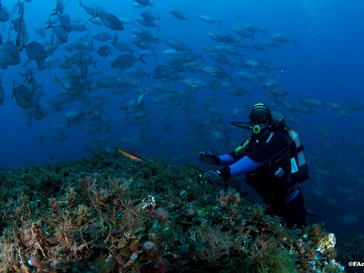 Become a Certified Open Water Diver from Azores - Santa Maria Island  - Your Underwater Adventure Starts Here! in Portugal, photo 3