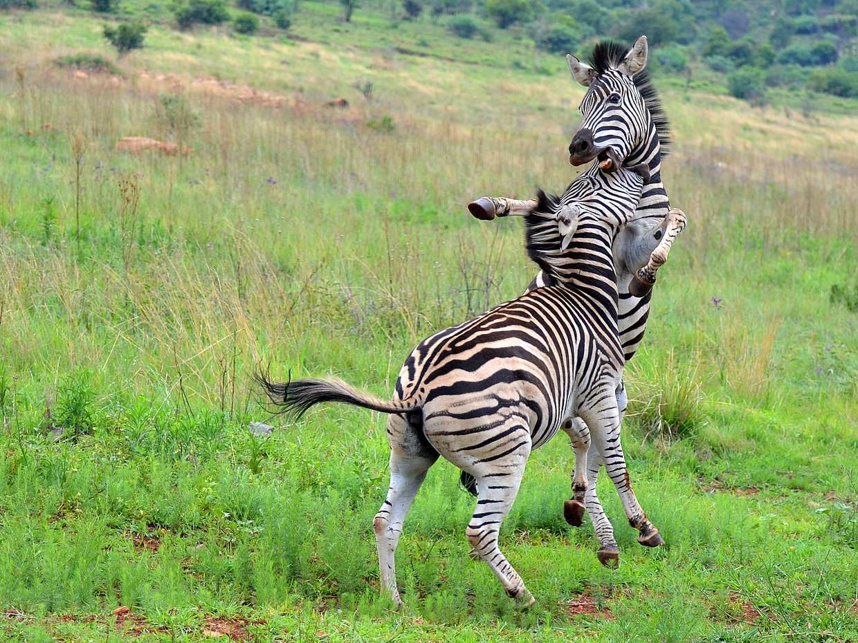 Half Day E-Biking with Wildlife Watching in Pretoria in South Africa, Johannesburg, photo 2