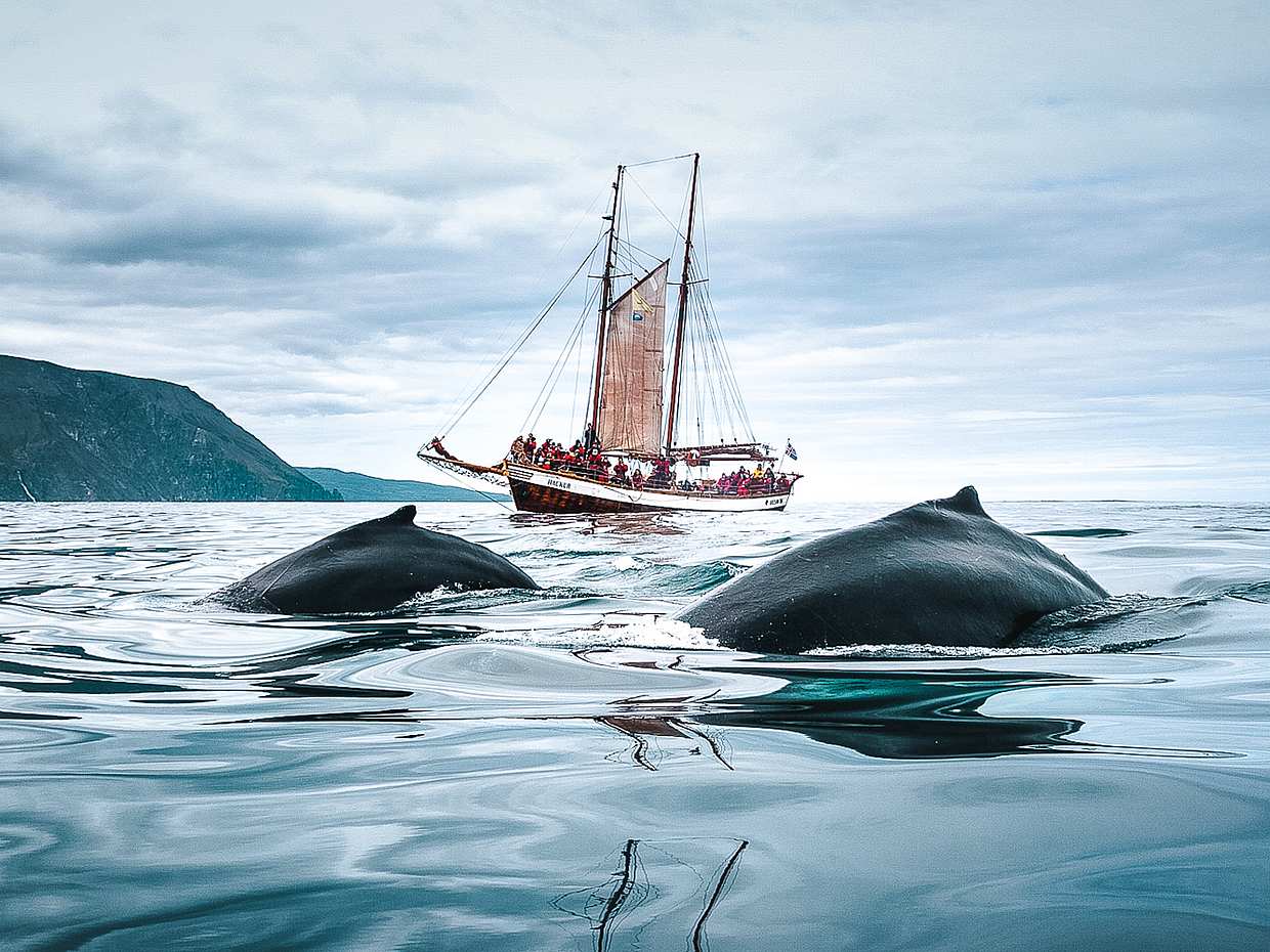 Whale Watching on Sailboat from Húsavík in Iceland