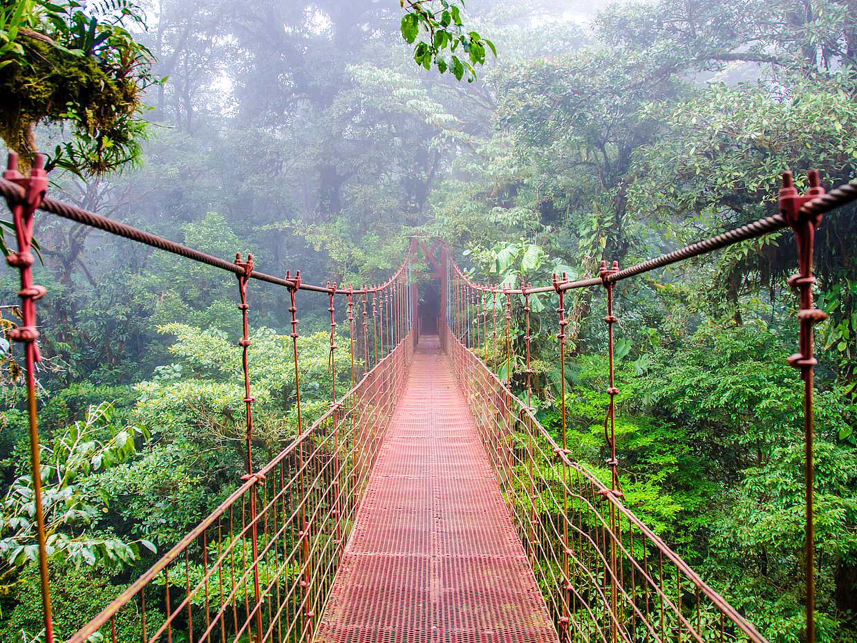 Visite de la forêt de nuages de Monteverde au Costa Rica, photo 2