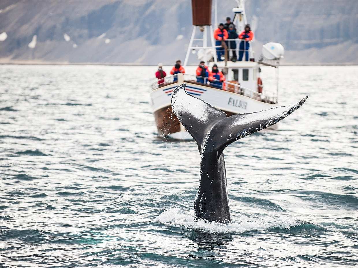 Reykjavík Whales & Northern Lights Tour, Iceland