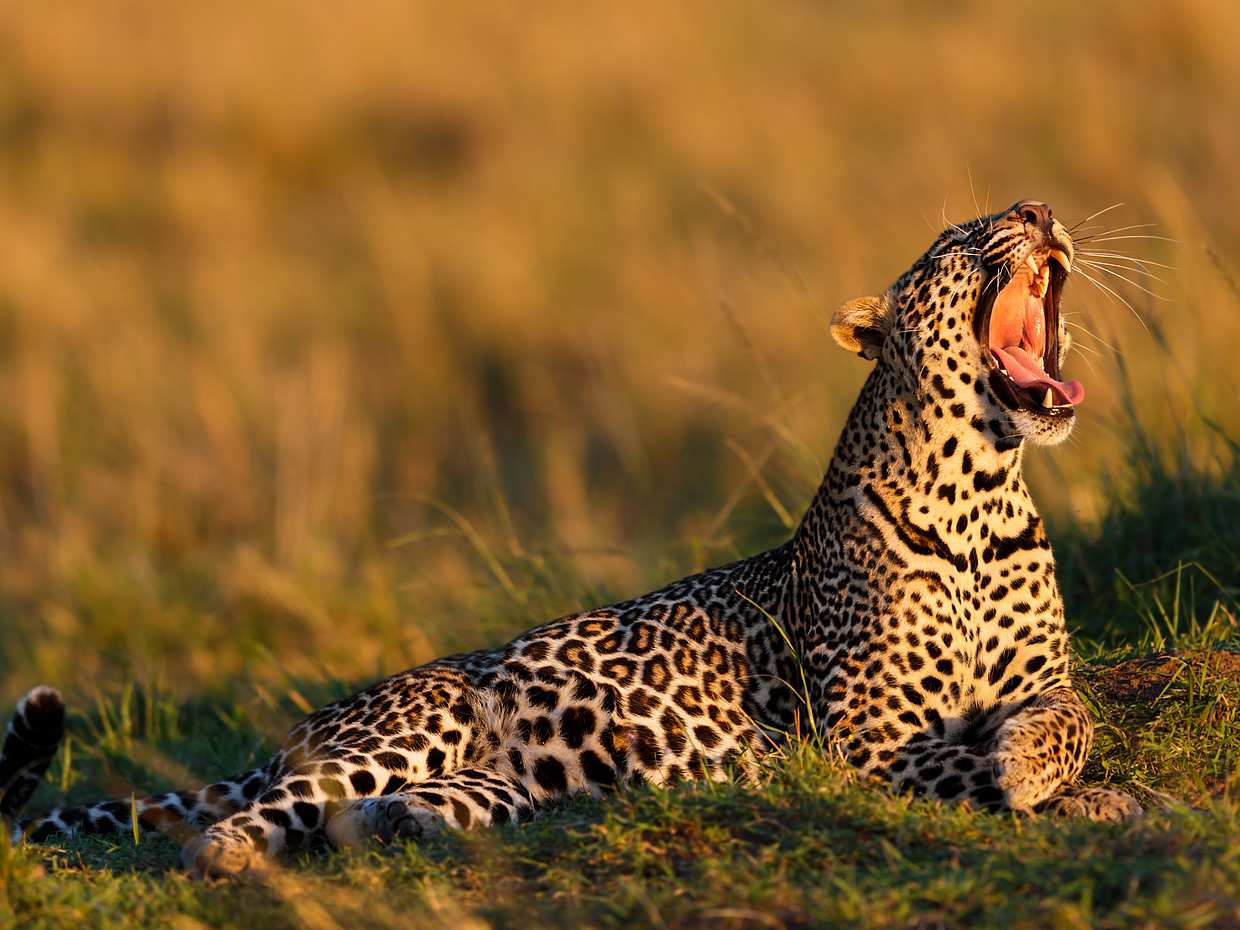 Early Morning Safari at Aquila Game Reserve in South Africa, Aquila Private Game Reserve