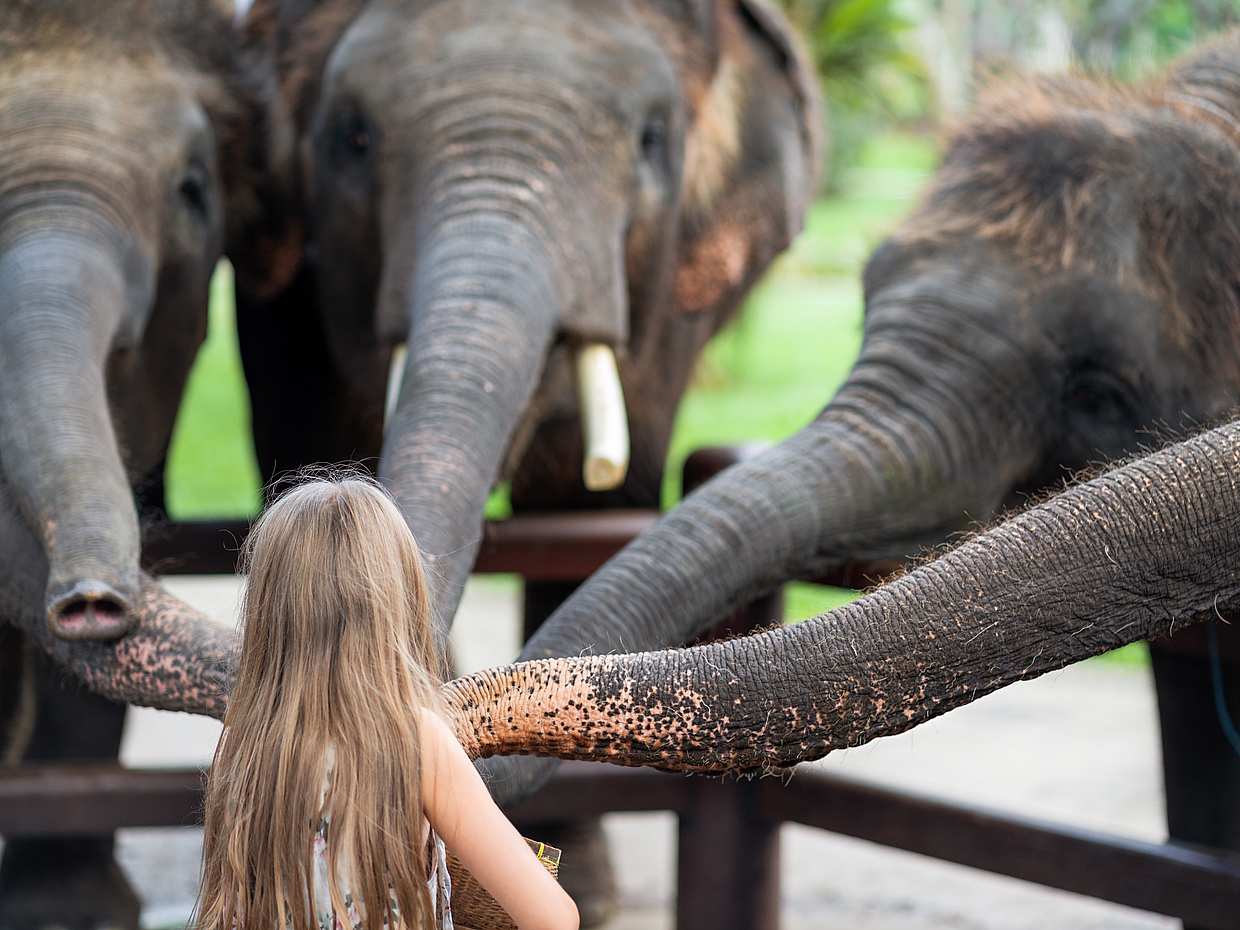 Elephant Tour in Ubud in Bali, Indonesia, photo 2