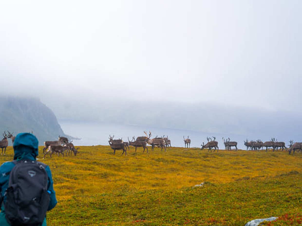 Tromsø: Autumn Hike with local guides, photo 3